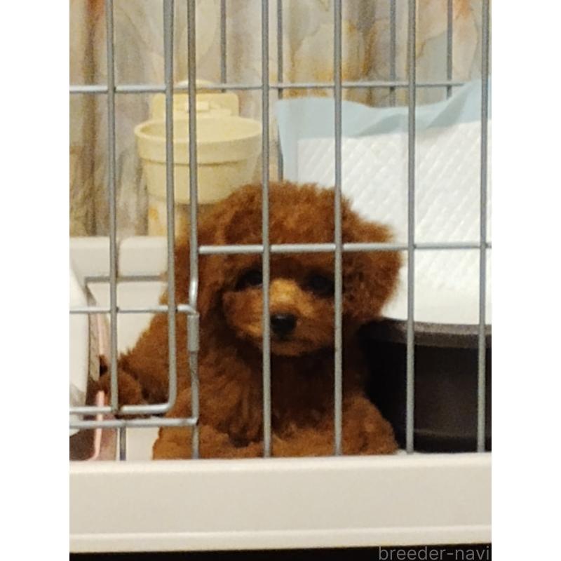 販売中の静岡県のタイニープードル-413149の3枚目