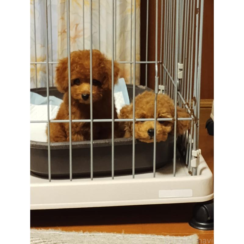 販売中の静岡県のタイニープードル-413149の2枚目