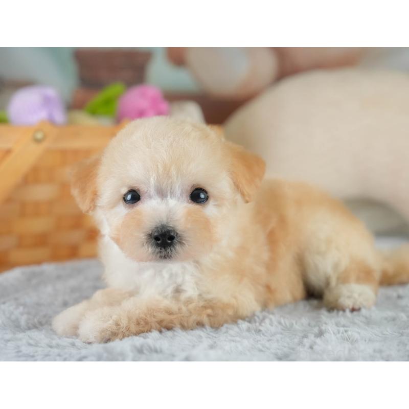 販売中の埼玉県のビションプー:ビションフリーゼ×トイプードル-419969の5枚目