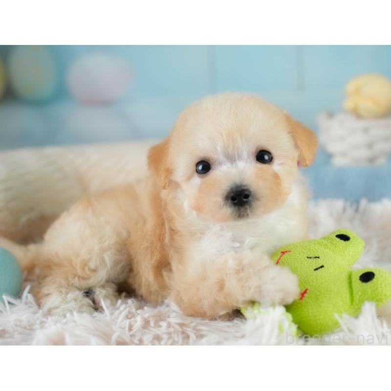 販売中の埼玉県のビションプー:ビションフリーゼ×トイプードル-419969の4枚目