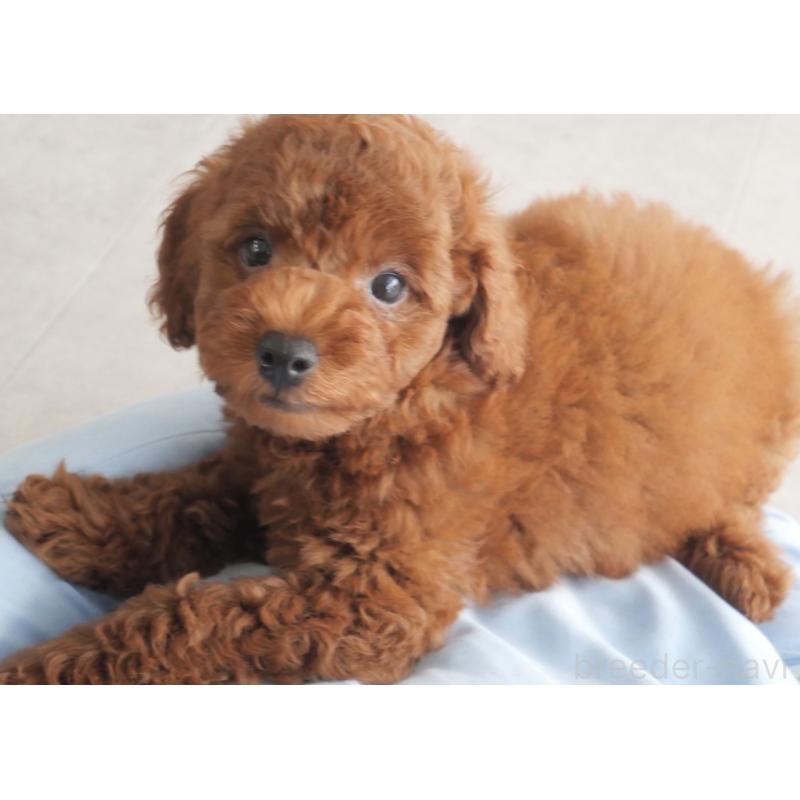 販売中の福岡県のトイプードル-414059の4枚目