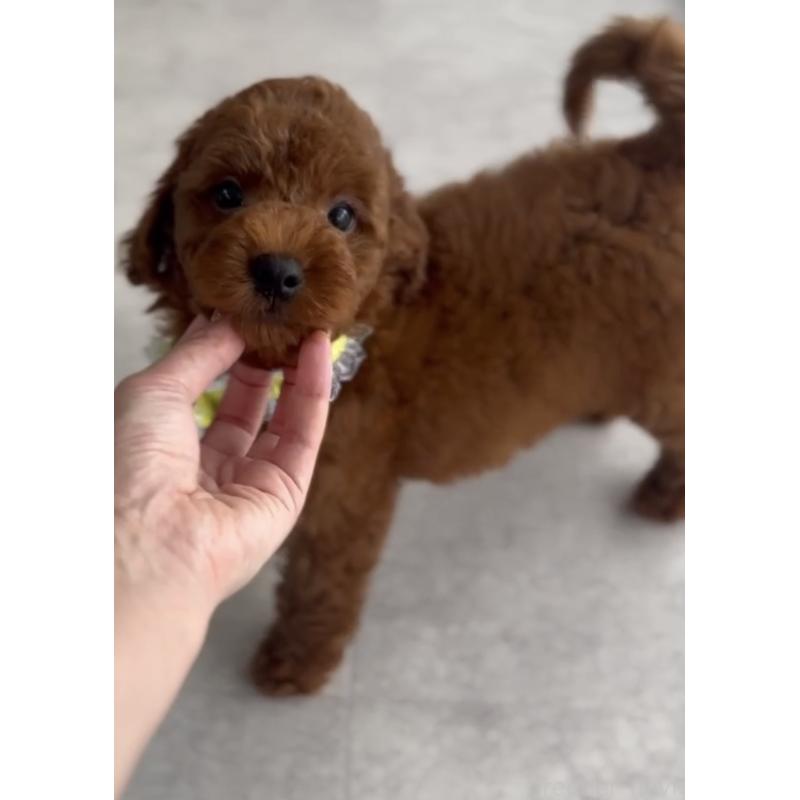 販売中の福岡県のトイプードル-414059の3枚目