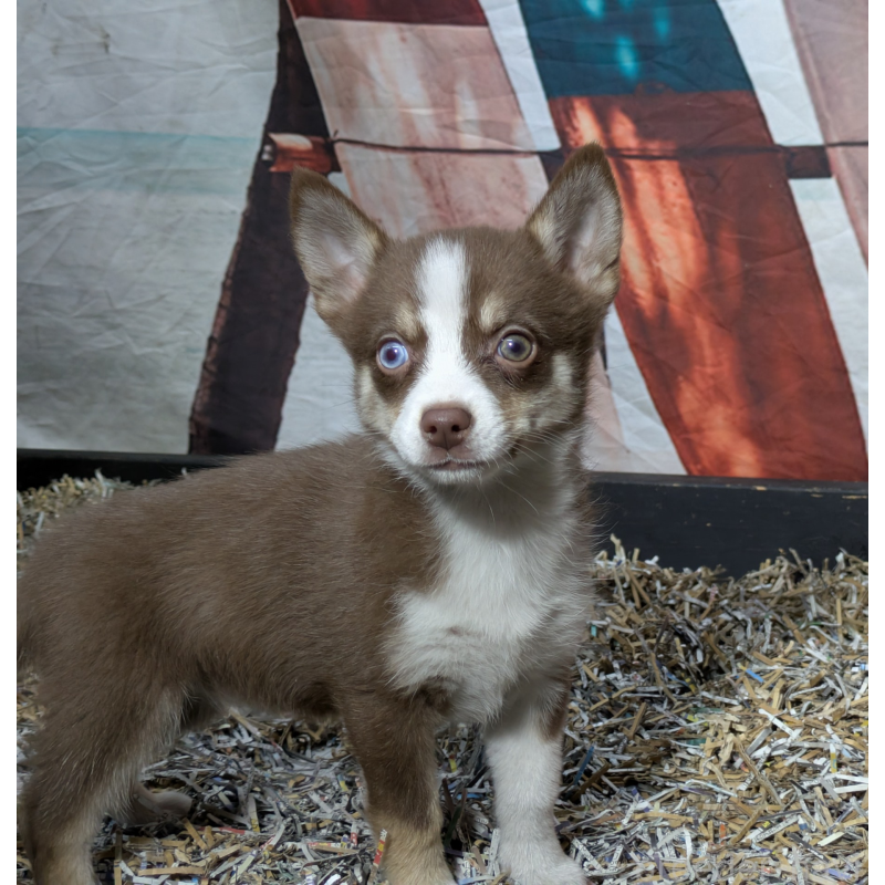 販売中の愛媛県のミックス犬-421792の3枚目