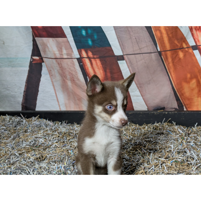 販売中の愛媛県のミックス犬-421792の2枚目