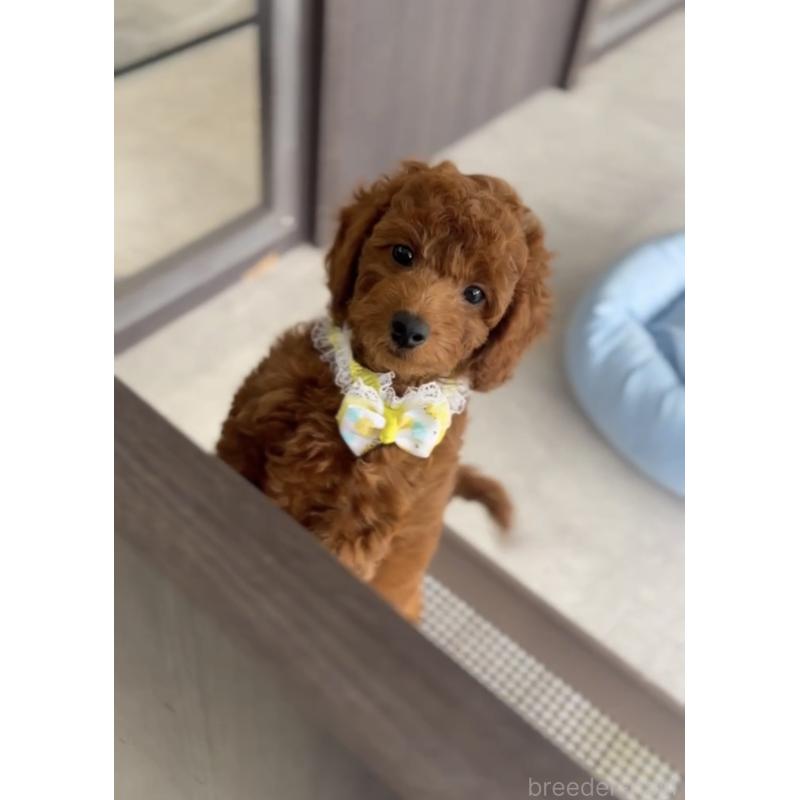 販売中の福岡県のトイプードル-414062の5枚目