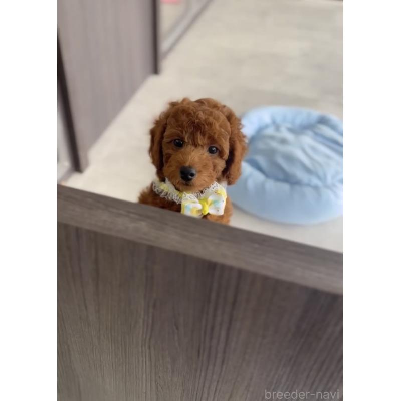 販売中の福岡県のトイプードル-414062の4枚目
