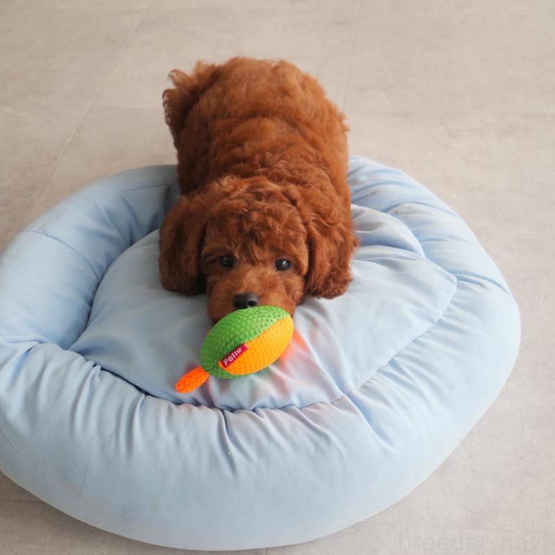 販売中の福岡県のトイプードル-414062の3枚目