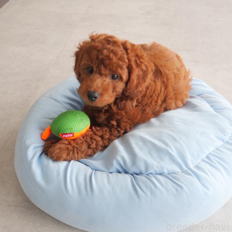 販売中の福岡県のトイプードル-414062の2枚目