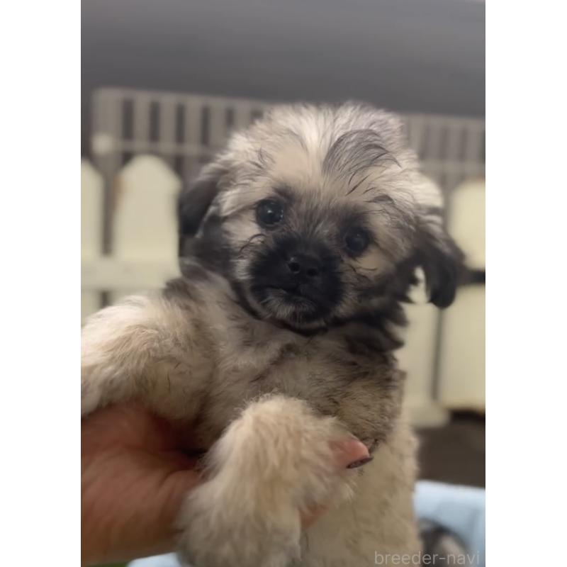 商談中の福岡県のミックス犬-415263の3枚目