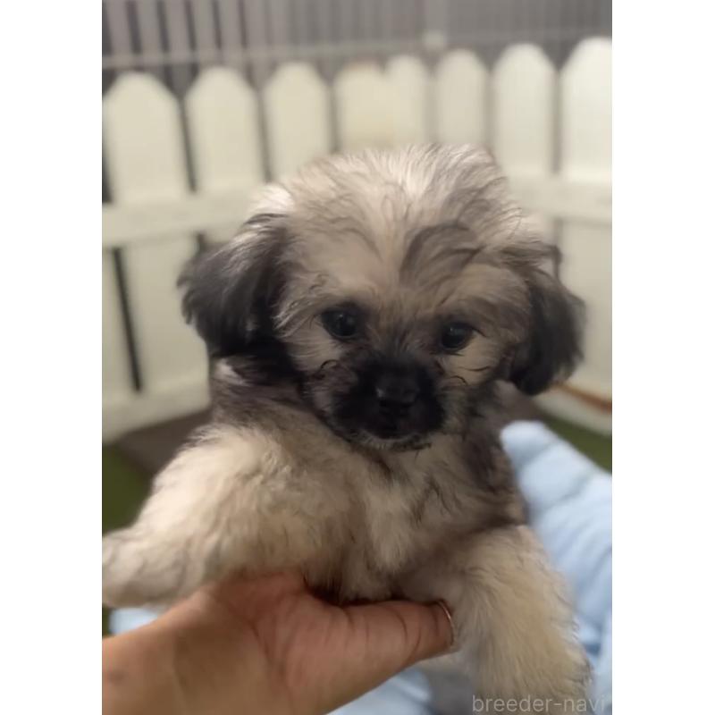 商談中の福岡県のミックス犬-415263の2枚目