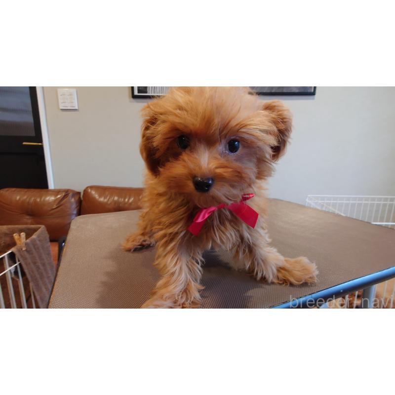 販売中の北海道のポメプー:ポメラニアン×トイプードル-402181の2枚目