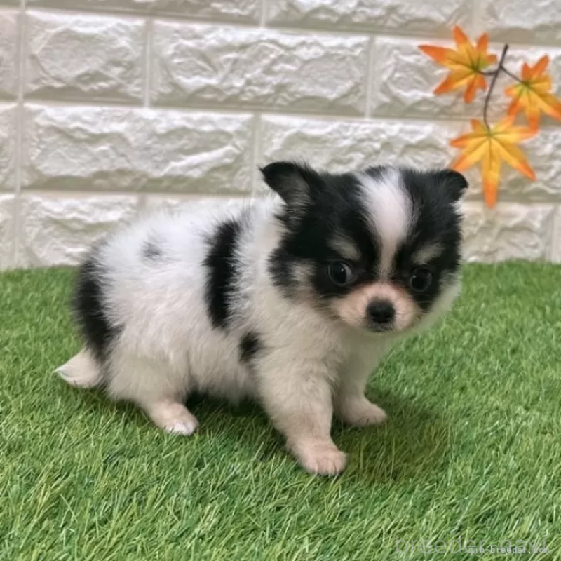 成約済の愛知県のチワワ(ロングコート)-419618の5枚目