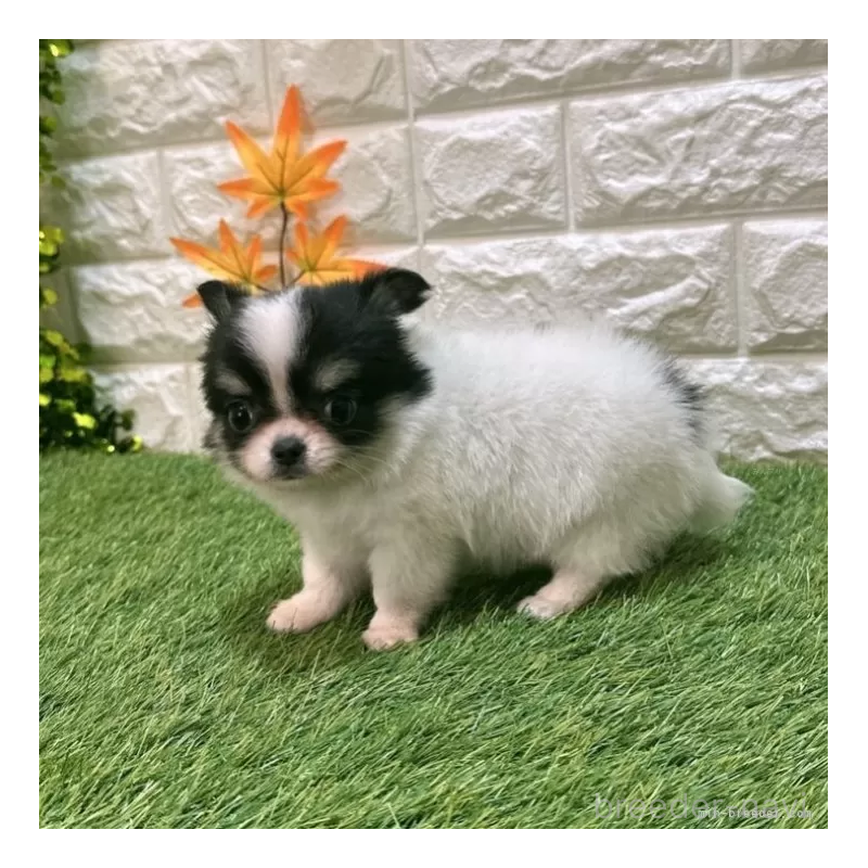 成約済の愛知県のチワワ(ロングコート)-419618の4枚目