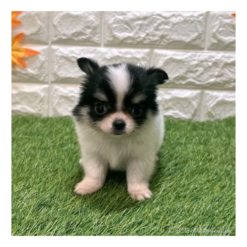 成約済の愛知県のチワワ(ロングコート)-419618の3枚目