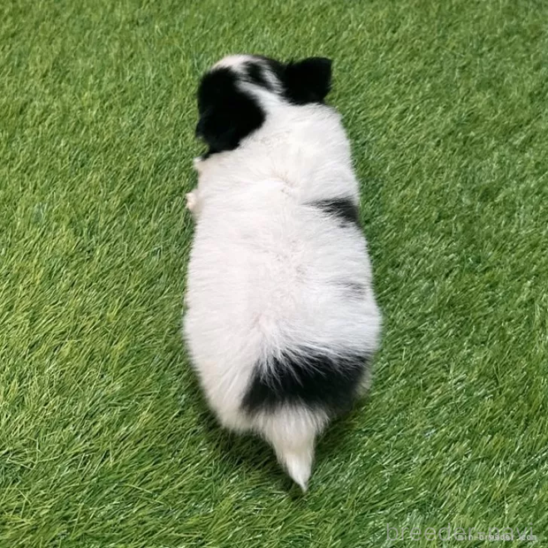 成約済の愛知県のチワワ(ロングコート)-419618の2枚目