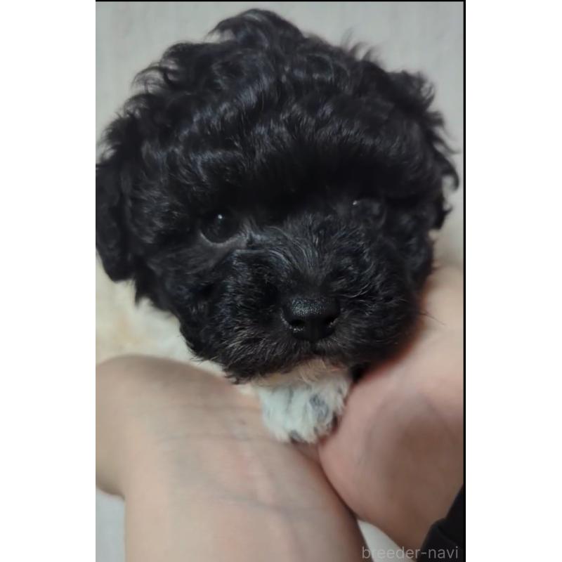販売中の北海道のタイニープードル-417937