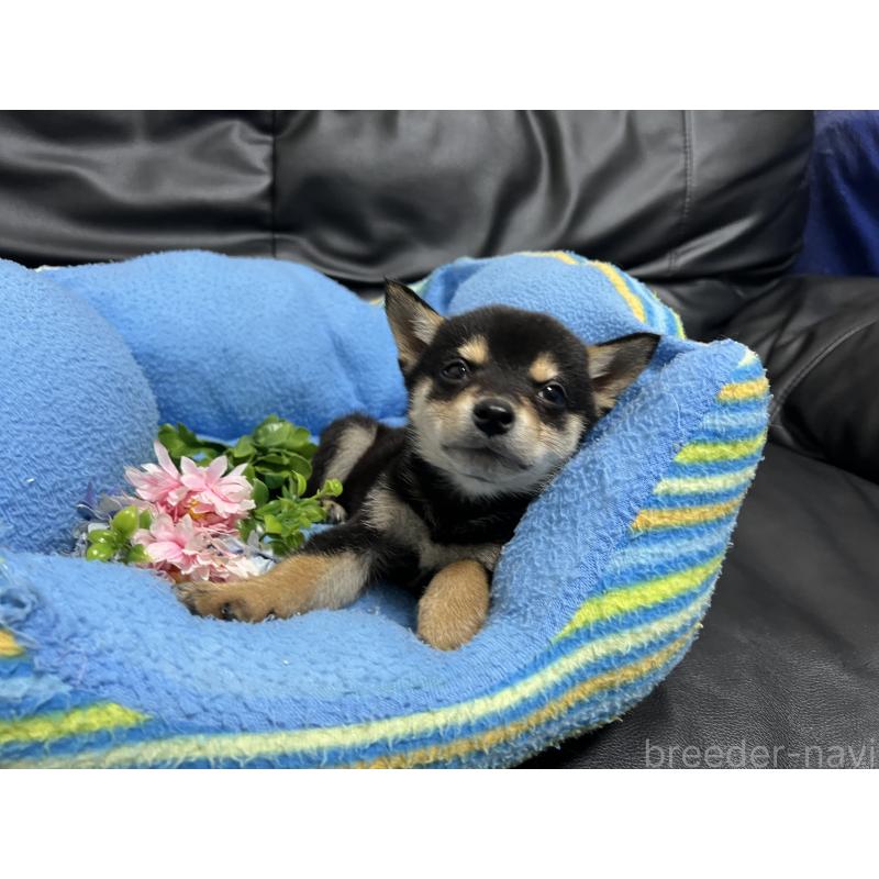 販売中の栃木県の柴犬-421580の1枚目