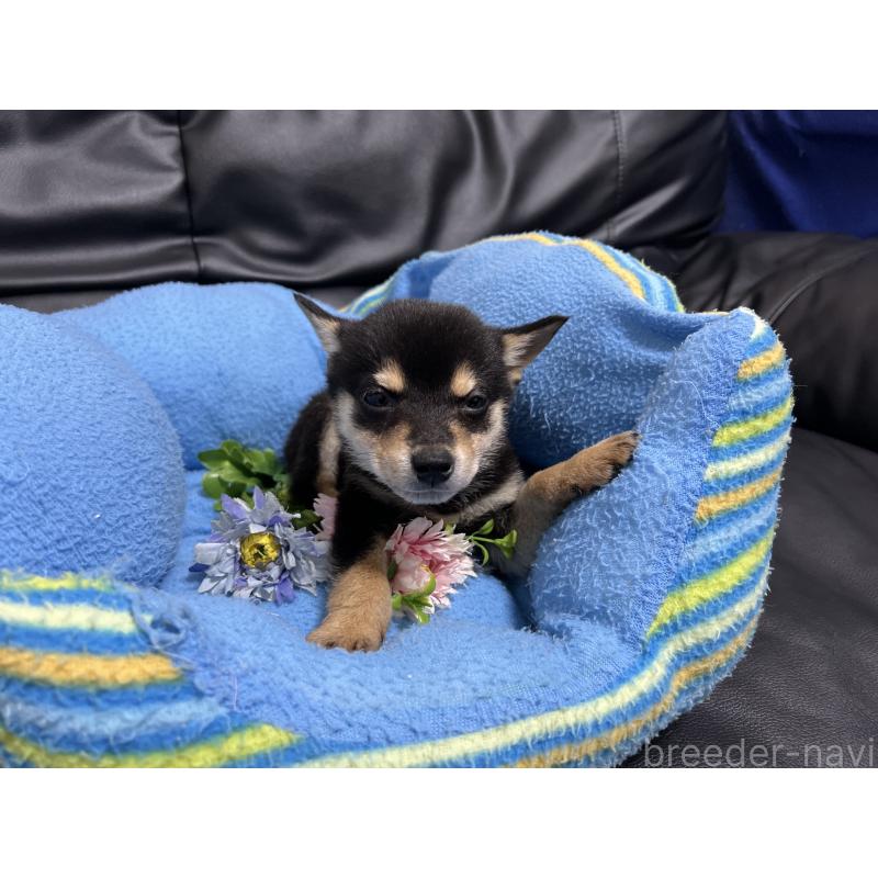 販売中の栃木県の柴犬-421580の3枚目