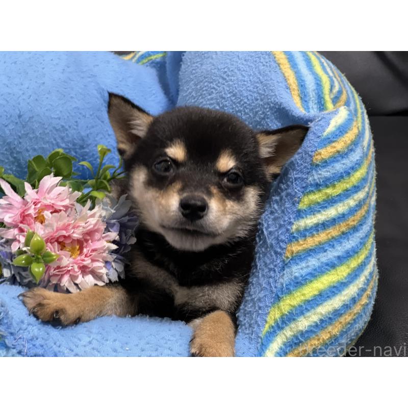 販売中の栃木県の柴犬-421580の2枚目