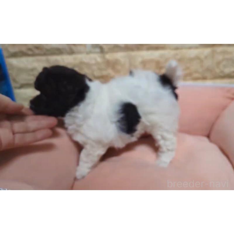 成約済の北海道のトイプードル-416659の5枚目