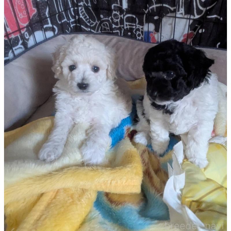 成約済の北海道のトイプードル-416659の4枚目