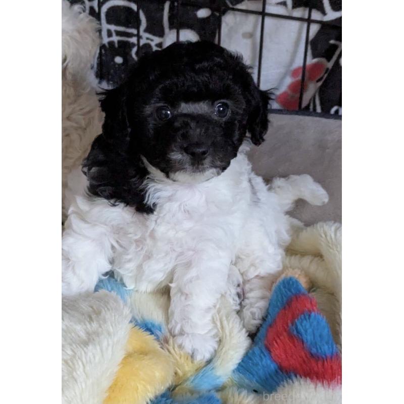 成約済の北海道のトイプードル-416659の3枚目