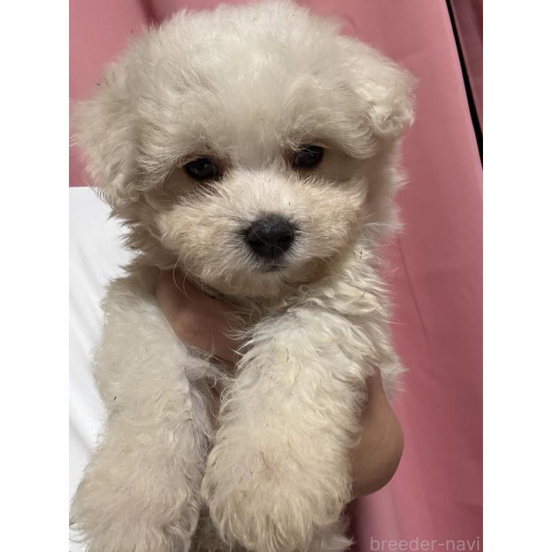 販売中の茨城県のマルプー:マルチーズ×トイプードル-421582の5枚目