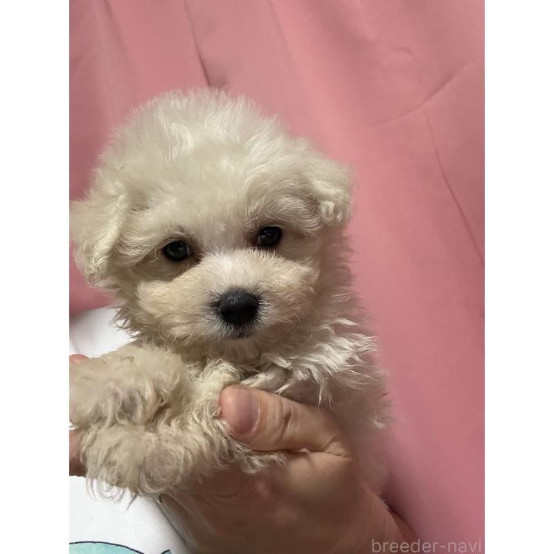 販売中の茨城県のマルプー:マルチーズ×トイプードル-421583の3枚目