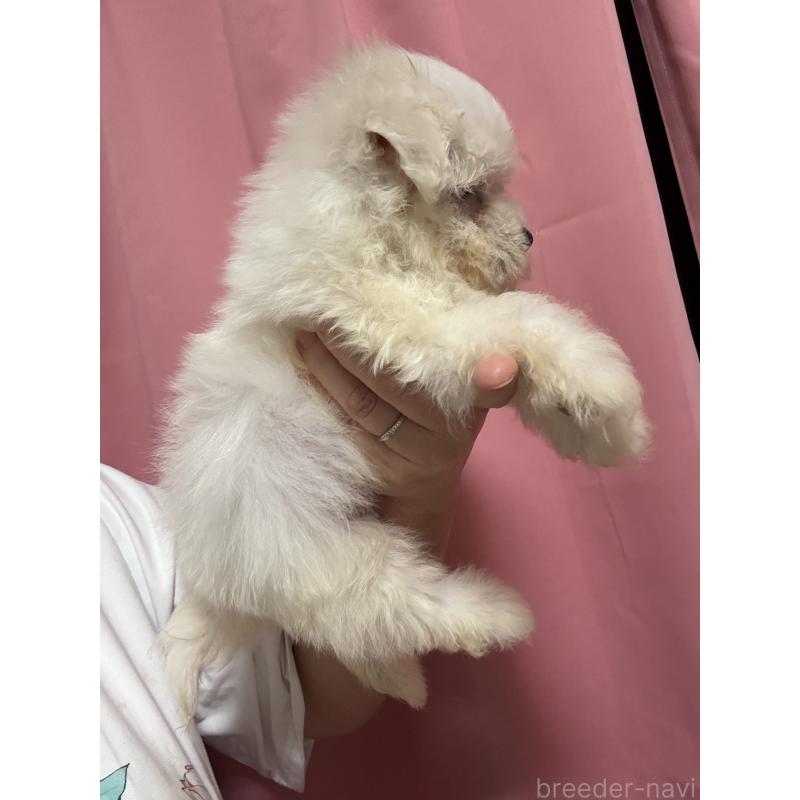 販売中の茨城県のマルプー:マルチーズ×トイプードル-421583の2枚目