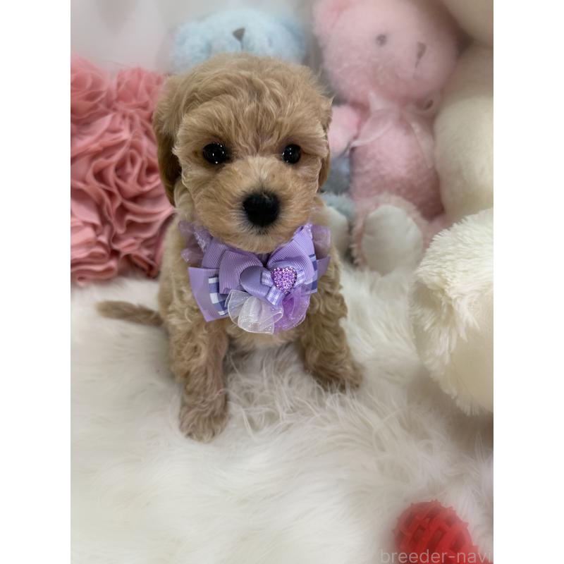 販売中の香川県のビションプー:ビションフリーゼ×トイプードル-417286の15枚目