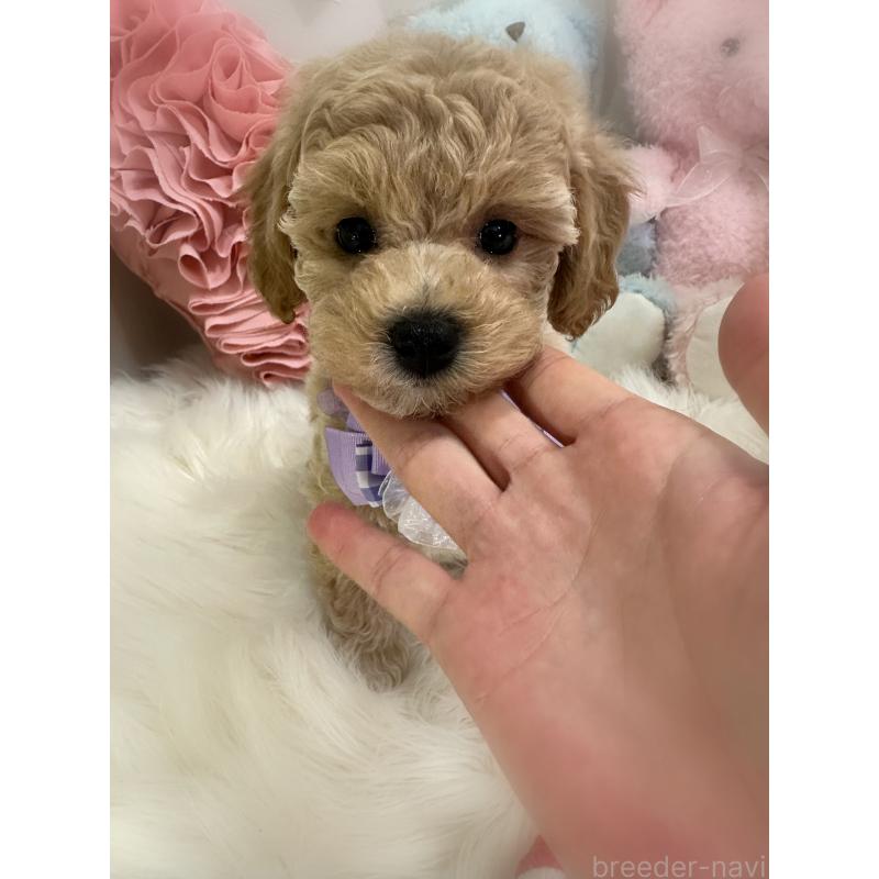 販売中の香川県のビションプー:ビションフリーゼ×トイプードル-417286の14枚目