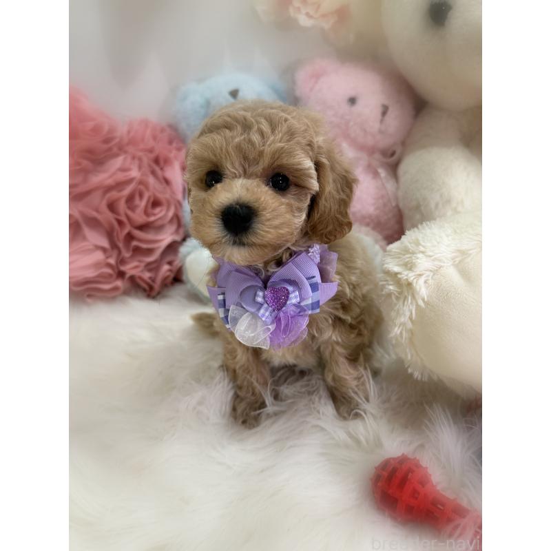 販売中の香川県のビションプー:ビションフリーゼ×トイプードル-417286の13枚目