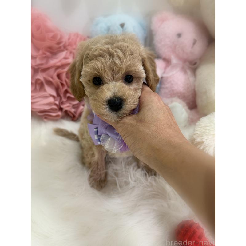 販売中の香川県のビションプー:ビションフリーゼ×トイプードル-417286の12枚目