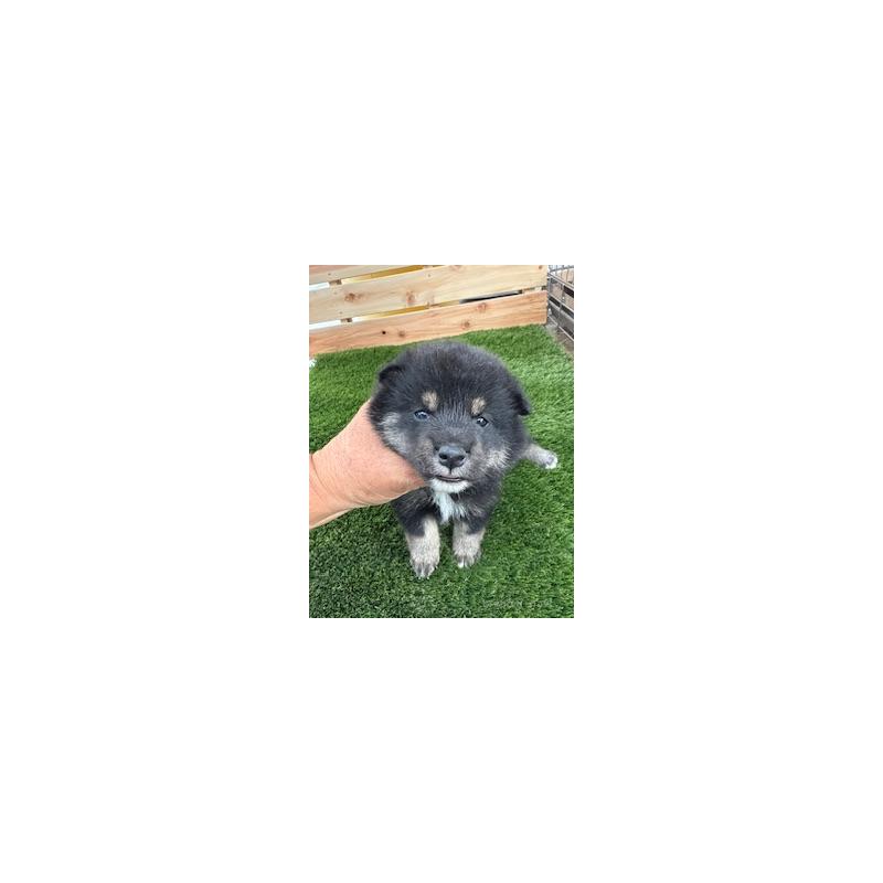 販売中の広島県の柴犬-421797の4枚目