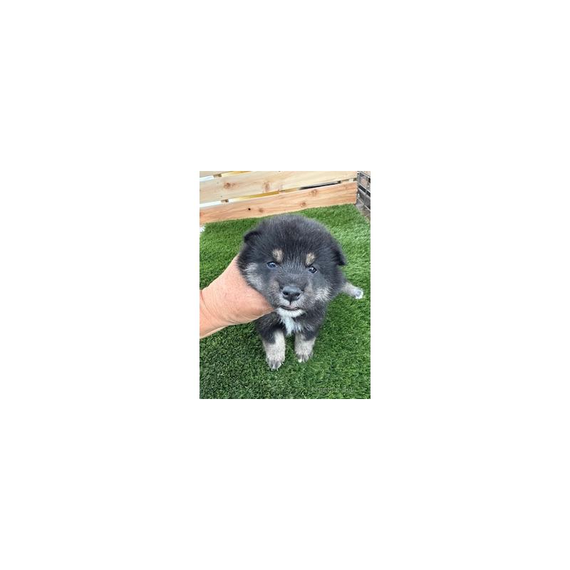 販売中の広島県の柴犬-421797の3枚目