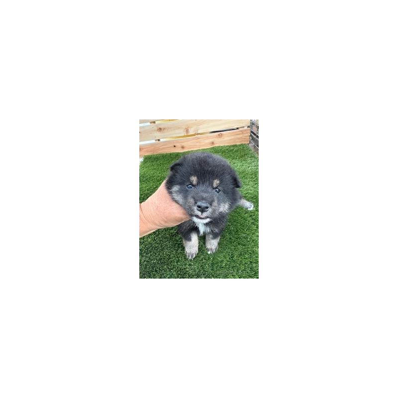 販売中の広島県の柴犬-421797の2枚目
