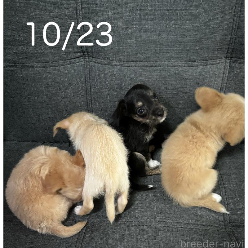 販売中の熊本県のチワプー:チワワ×トイプードル-417788の4枚目