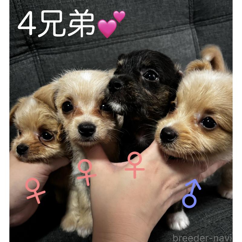 商談中の熊本県のチワプー:チワワ×トイプードル-419303の6枚目