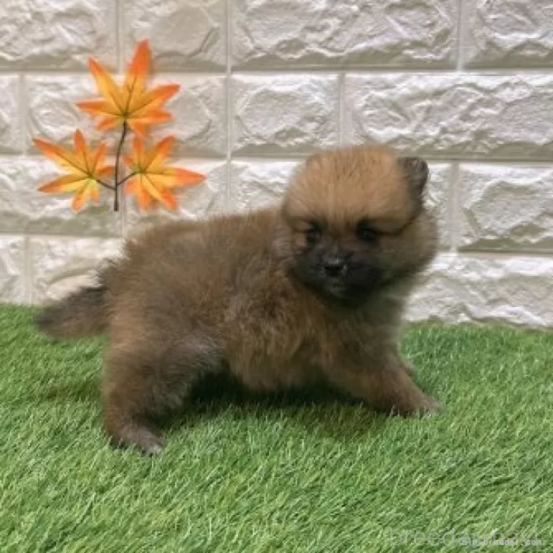 販売中の愛知県のポメラニアン-421800の5枚目