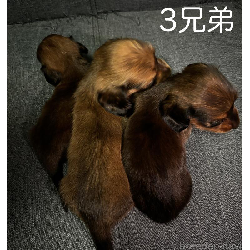 販売中の熊本県のミニチュアダックスフンド(ロングヘアード)-417792の4枚目