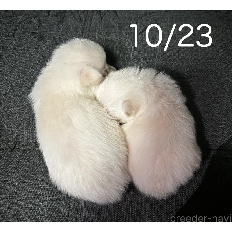 販売中の熊本県のポメマル:ポメラニアン×マルチーズ-419321の10枚目