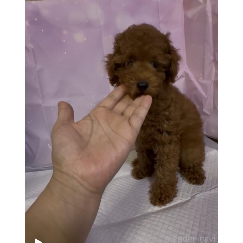 販売中の福岡県のタイニープードル-413661の3枚目
