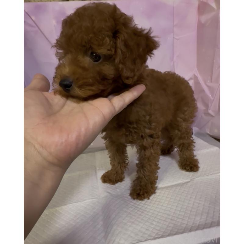 販売中の福岡県のタイニープードル-413661の2枚目