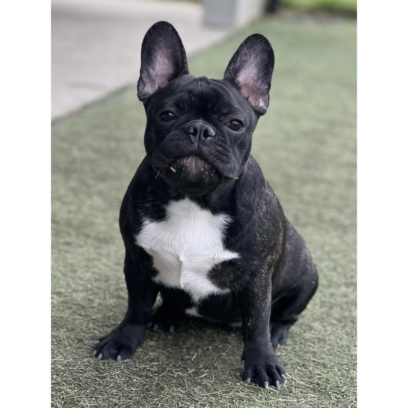 販売中の香川県のフレンチブルドッグ-397239