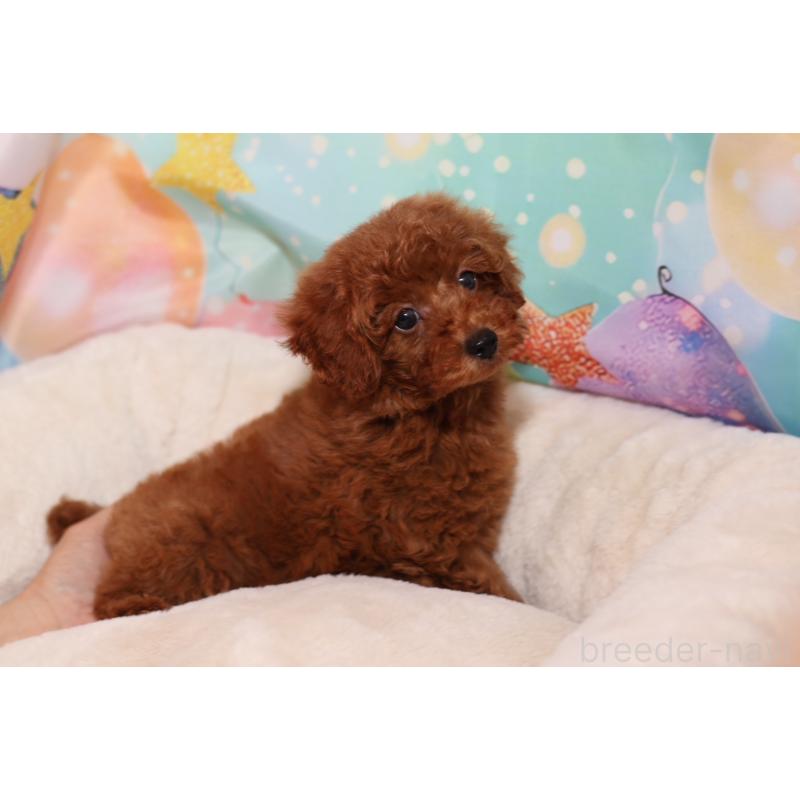 成約済の大阪府のタイニープードル-419934の4枚目