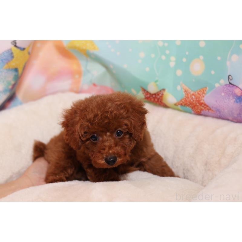 成約済の大阪府のタイニープードル-419934の3枚目