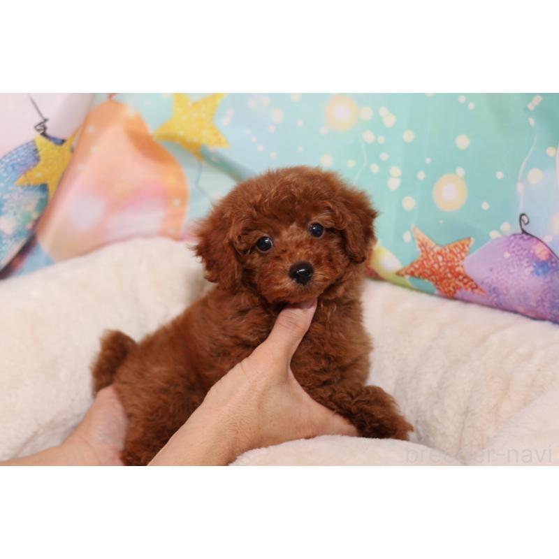 成約済の大阪府のタイニープードル-419934の2枚目