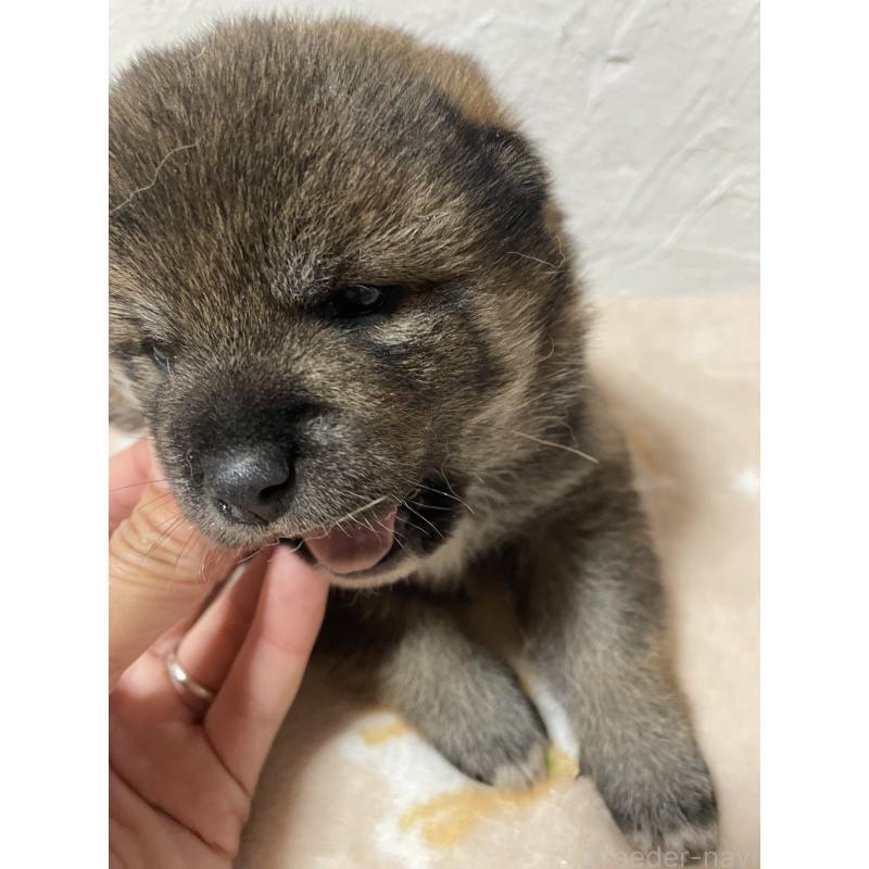 販売中の茨城県の柴犬-421809の6枚目