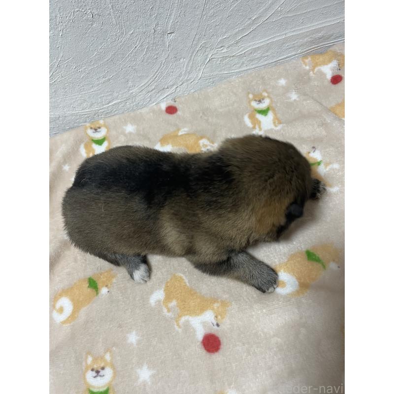 販売中の茨城県の柴犬-421809の5枚目