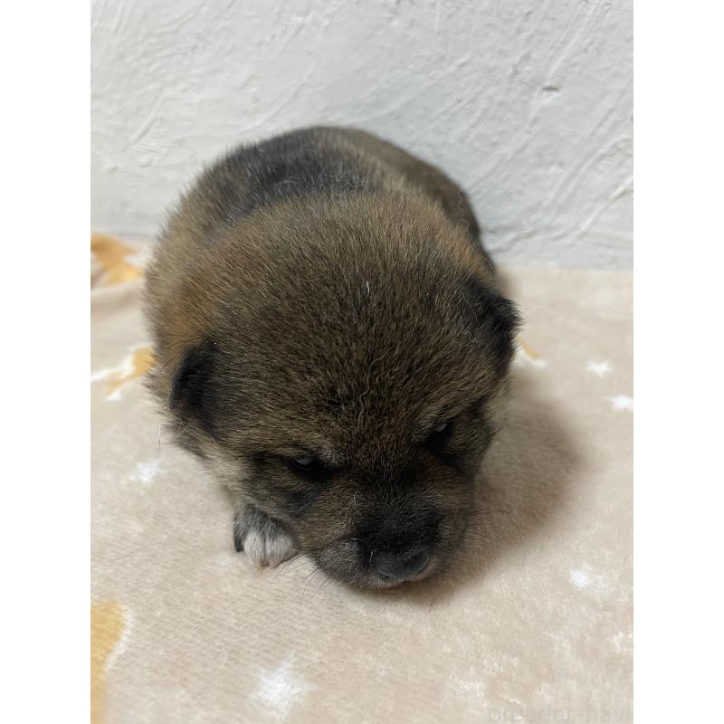販売中の茨城県の柴犬-421809の4枚目